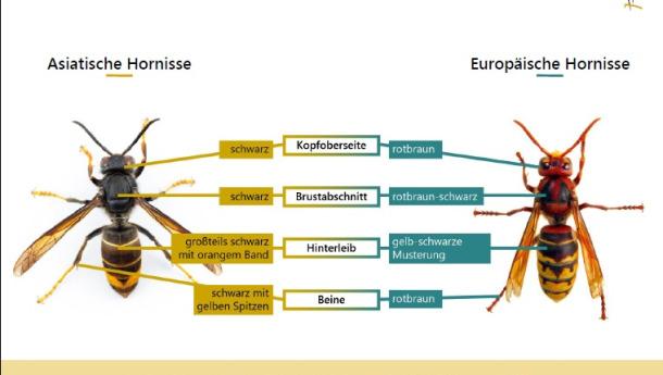 Amtlicher Pflanzenschutzdienst Kärnten - Information